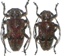 Azygocera picturata