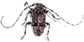 Azygocera picturata