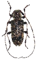 Callapoecus guttatus 