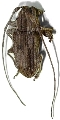 Dufauxia guaricurana