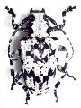 Hedypathes betulinus