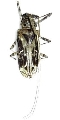 Macropophora accentifer