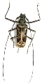 Macropophora accentifer