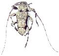 Oreodera glauca glauca