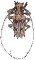 Steirastoma pustulatum