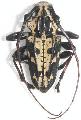 Steirastoma marmoratum