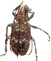 Acmocera compressa