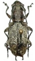Acmocera conjux