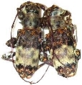 Acmocera olympiana