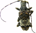 Acmocera olympiana