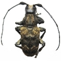 Acmocera compressa