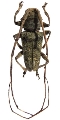 Acridoschema aberrans
