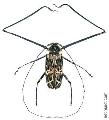 Acrocinus longimanus