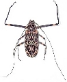 Acrocinus longimanus