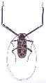 Acrocinus longimanus