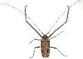 Acrocinus longimanus