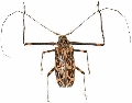 Acrocinus longimanus