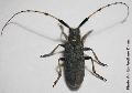 Agapanthia (Drosotrichia) annularis