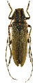 Agapanthia (Epoptes) asphodeli