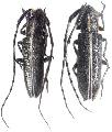 Agapanthia (Agapanthia) cardui