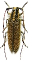 Agapanthia (Epoptes) cretica