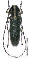 Agapanthia (Epoptes) cynarae