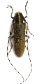 Agapanthia (Epoptes) dahli dahli