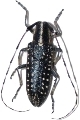 Agapanthia (Stichodera) irrorata