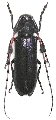 Agapanthia (Amurobia) japonica