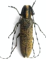 Agapanthia (Epoptes) lederi 