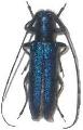Agapanthia (Smaragdula) violacea