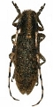 Agapanthia (Epoptes) dahli walteri 