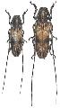 Aulaconotus pachypezoides