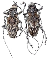 Palimna annulata