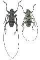Palimna liturata