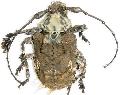 Onychocerus scorpio
