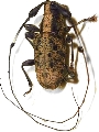 Caciomorpha batesi 