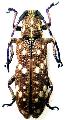 Apomecyna histrio