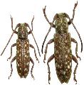 Apomecyna naevia