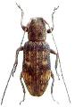 Neosybra mizoguchii