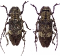 Ropica coenosa