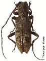 Sybra (Sybrodiboma) subfasciata