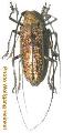 Abatocera irregularis