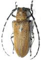 Apriona germari parvigranula