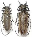 Apriona rugicollis rugicollis