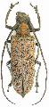 Apriona marcusiana