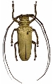 Apriona rixator