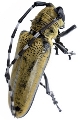 Apriona rugicollis rugicollis