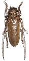 Apriona rugicollis yayeyamai
