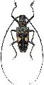 Batocera celebiana